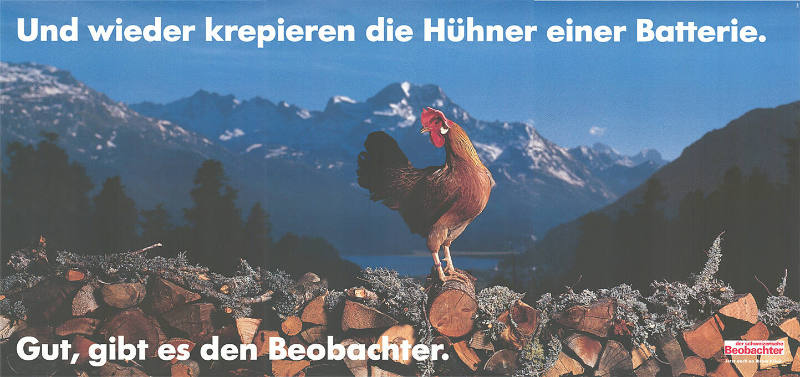 Und wieder krepieren die Hühner einer Batterie. Gut, gibt es den Beobachter.