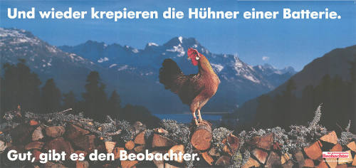 Und wieder krepieren die Hühner einer Batterie. Gut, gibt es den Beobachter.