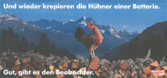 Und wieder krepieren die Hühner einer Batterie. Gut, gibt es den Beobachter.